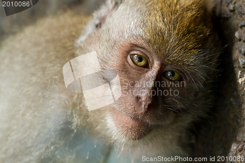 Image of Monkey (Macaca fascicularis)