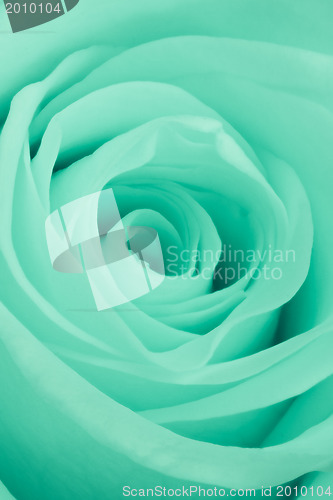 Image of green rose close up