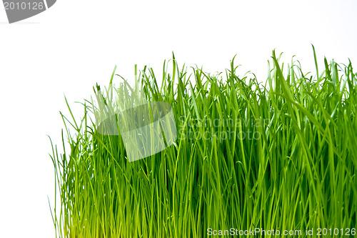 Image of green grass