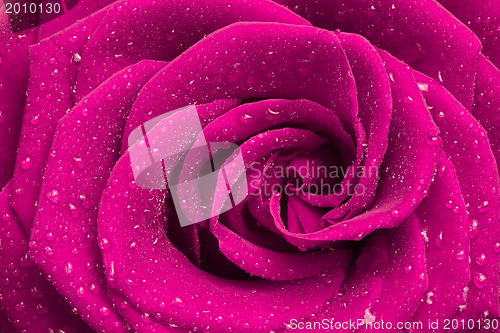 Image of pink rose