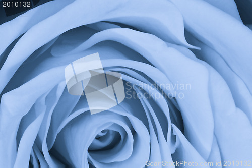 Image of blue rose close up