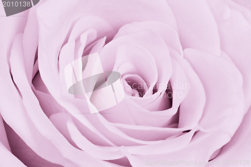 Image of violet rose close up