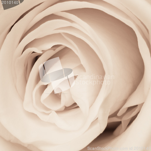 Image of white rose close up