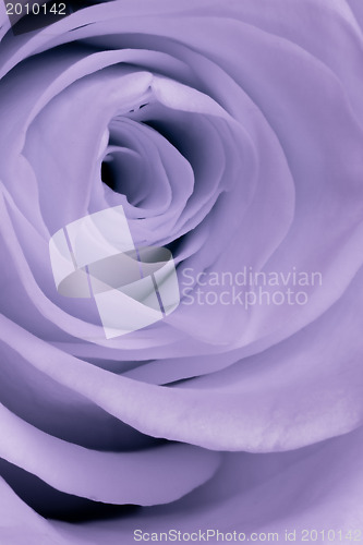Image of violet rose close up