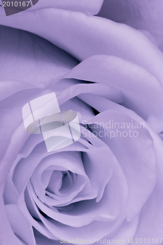 Image of violet rose close up