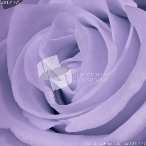 Image of violet rose close up