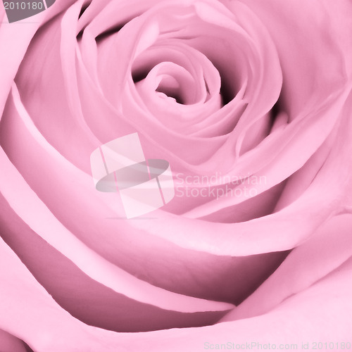 Image of pink rose close up