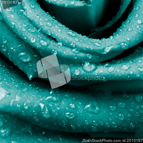 Image of rose petals