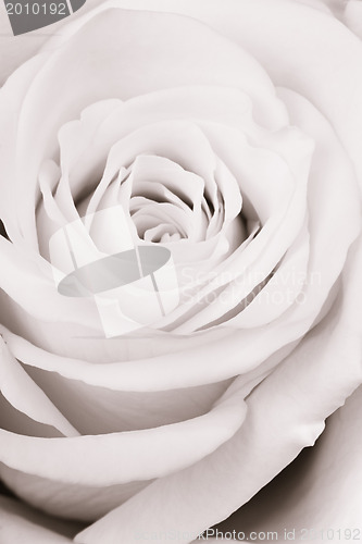 Image of white rose close up