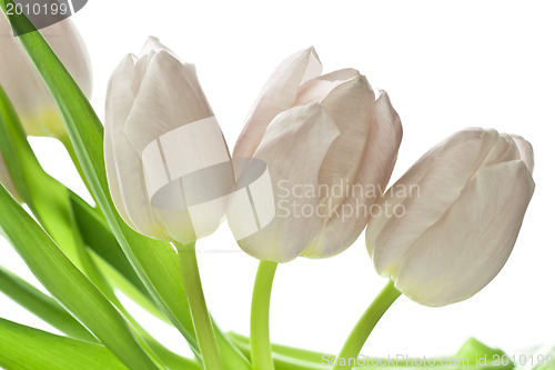 Image of tulips