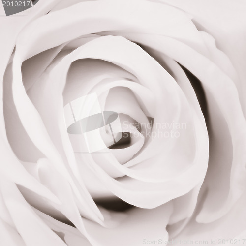 Image of white rose close up