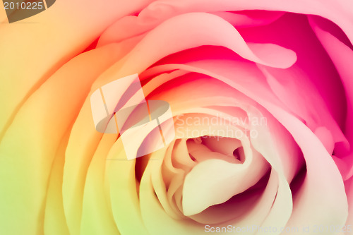 Image of multicolor rose