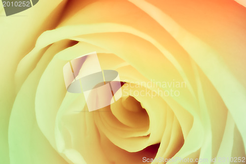 Image of multicolor rose