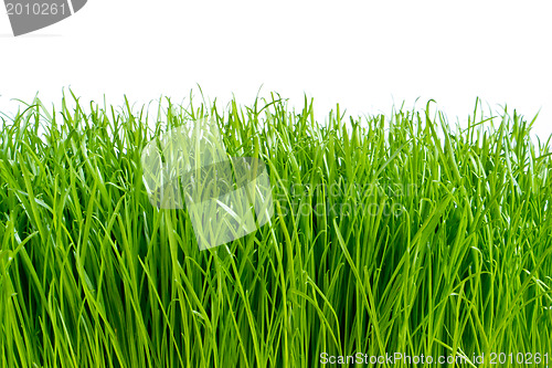 Image of green grass