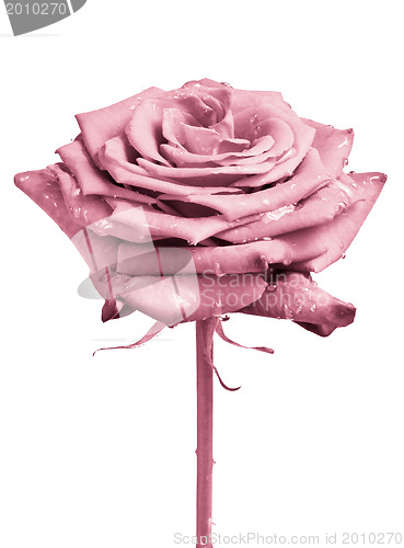 Image of pink rose