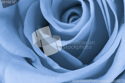 Image of blue rose close up