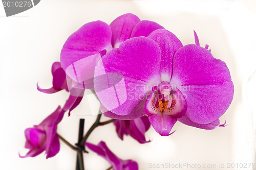 Image of pink orchid