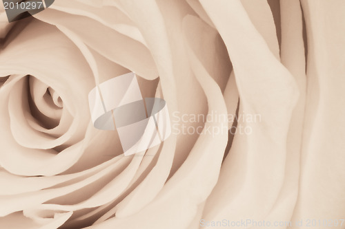 Image of white rose close up