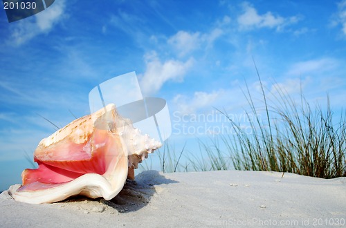 Image of Tropical Conch