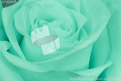 Image of green rose close up
