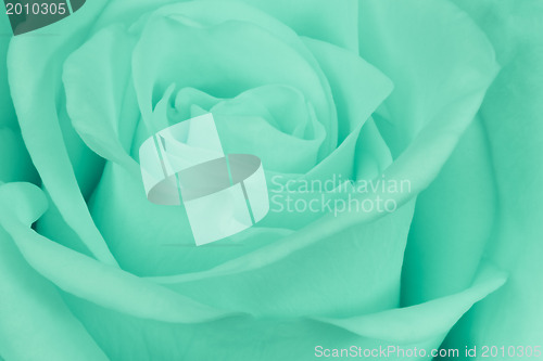 Image of green rose close up