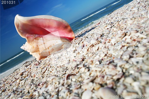 Image of Conch on Shore