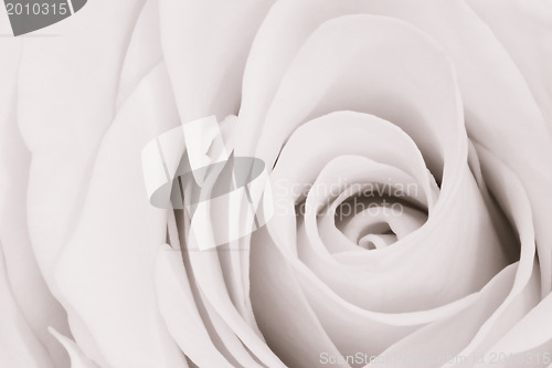 Image of white rose close up