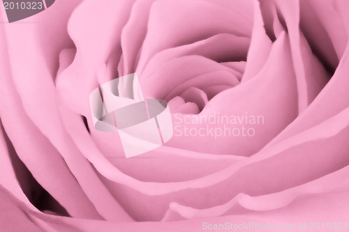Image of pink rose close up