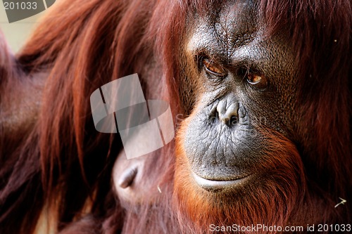 Image of Orangutan