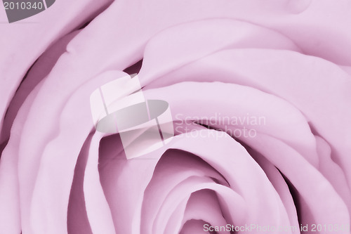 Image of violet rose close up