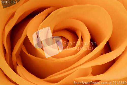 Image of orange rose close up