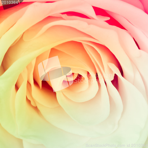 Image of multicolor rose