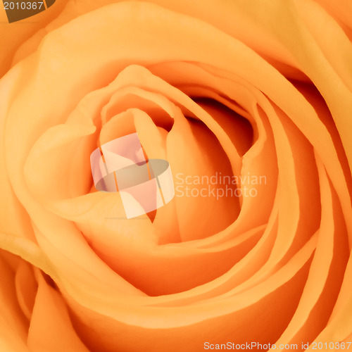 Image of orange rose close up
