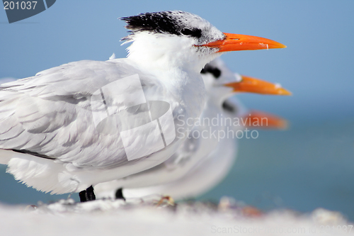 Image of Terns in a Line