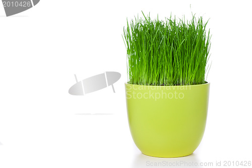 Image of grass in flowerpot