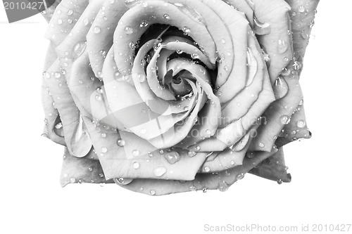 Image of white rose