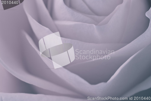 Image of rose macro