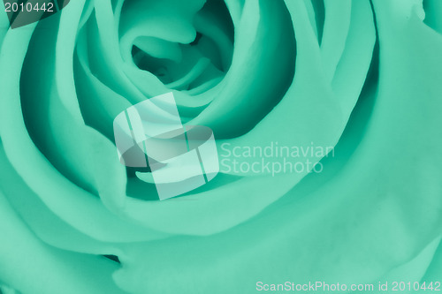 Image of green rose close up