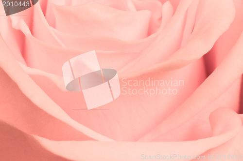Image of pink rose close up