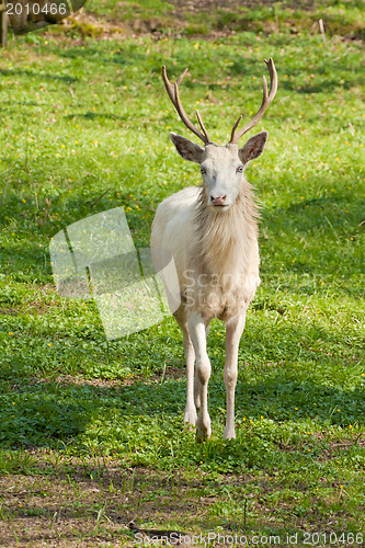 Image of albino deer