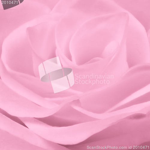 Image of pink rose close up