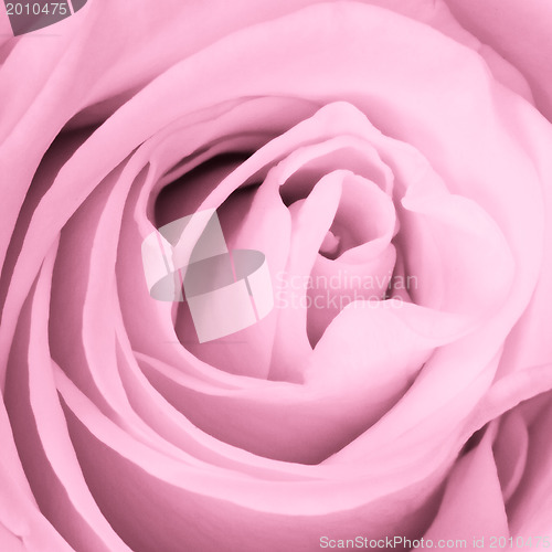 Image of pink rose close up