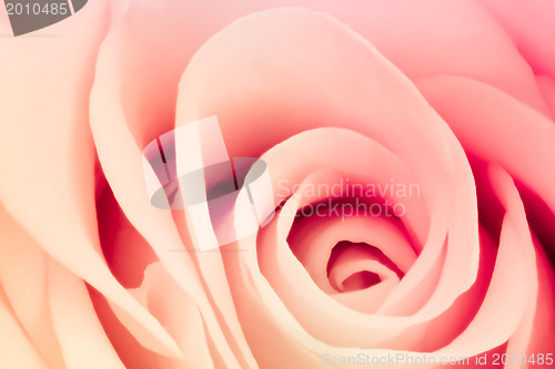 Image of multicolor rose