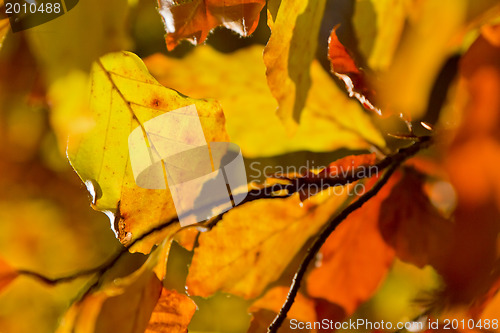 Image of autumn foliage