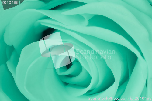 Image of green rose close up