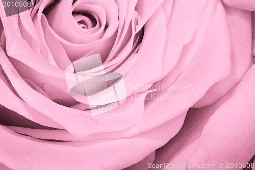 Image of pink rose close up