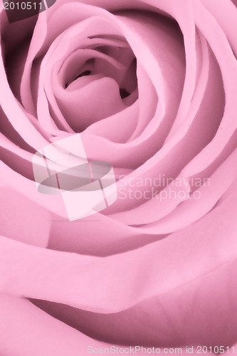 Image of pink rose close up