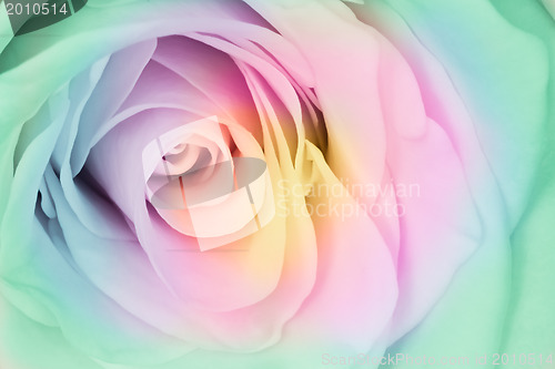 Image of multicolor rose