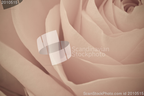 Image of rose macro
