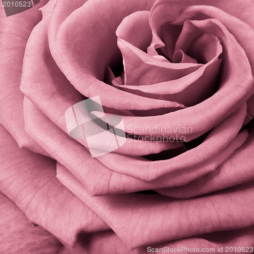 Image of pink rose